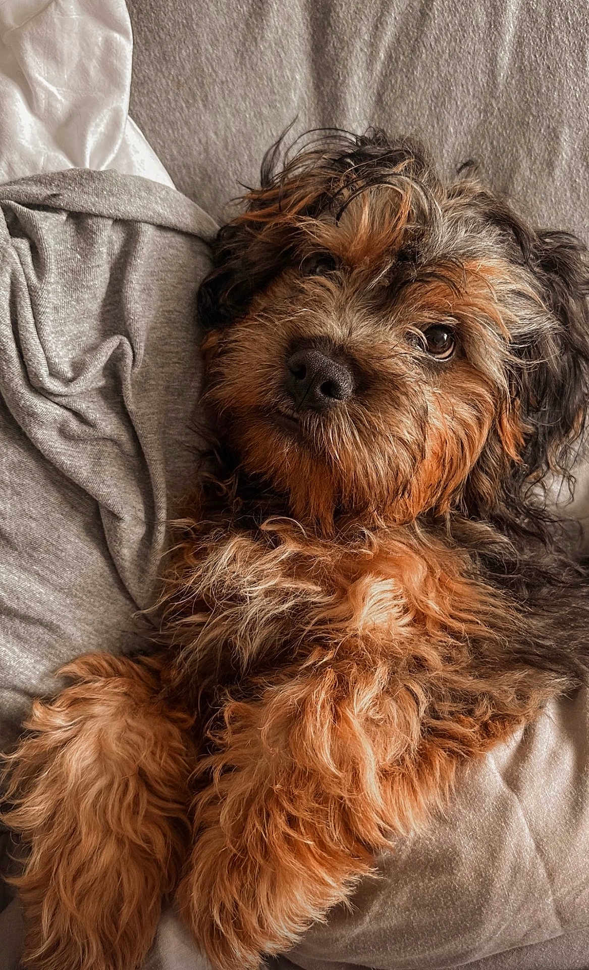 Ludo joined the competition — help win amazing prizes! dog, pet, fluffy, curly_fur, brown_fur, black_fur, lying_down, bed, blanket, cozy, cute, animal, domestic_animal, sleepy, relaxed, fur, close_up, portrait, indoor, companion