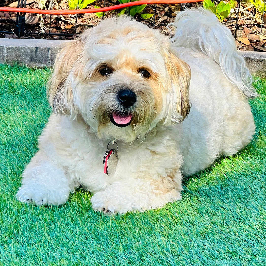 Abby joined the competition — help win amazing prizes! animal, backyard, ball, canine, dog, grass, lawn, nature, outdoors, pet, plant, poodle, pottedplant, puppy, sport, summer, terrier, tree, vegetation, yard