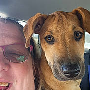 Ember is registered to the contest to win money with this photo: woman, dog, face, glasses, smile, pet, car_interior, closeup, brown_dog, person, companion, friendship, portrait, head, animal, cute, nose, eyes, happy, indoors