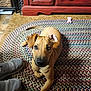 Ember joined the competition — help win amazing prizes! puppy, dog, brown_dog, indoor, rug, braided_rug, curious, pet, floor, shoes, cabinet, wooden_cabinet, carpet, looking_up, ears, cute, animal, domestic_animal, resting, household