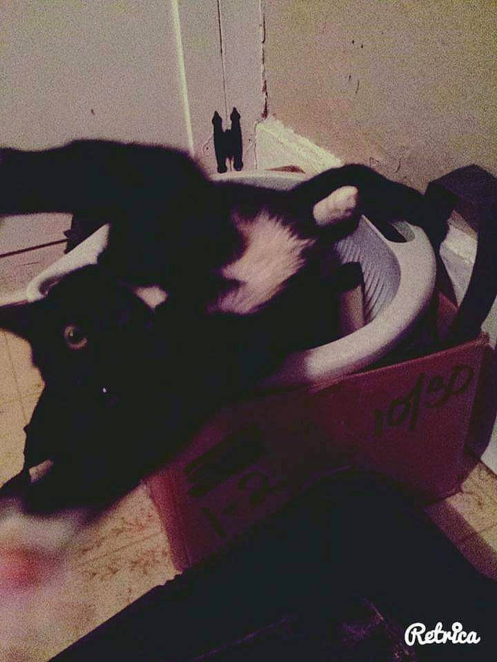 Ivy joined the competition — help win amazing prizes! art, cat, ear, felidae, small_to_medium_sized_cats