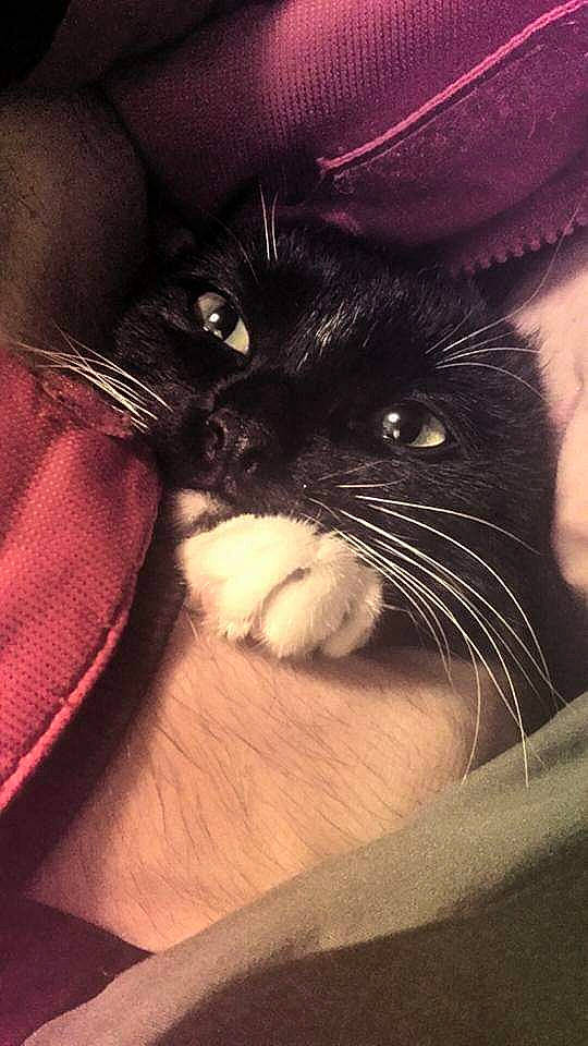 Ivy joined the competition — help win amazing prizes! asian, black, black_and_white, black_cat, carnivore, cat, eye, felidae, fur, kitten, small_to_medium_sized_cats, snout, whiskers