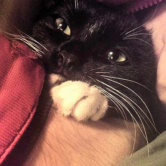 Ivy