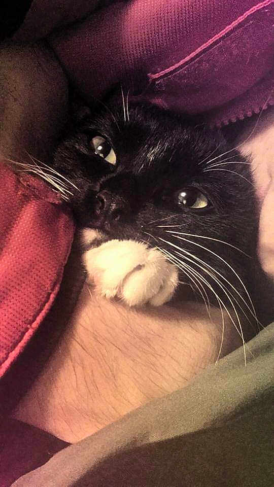 Ivy