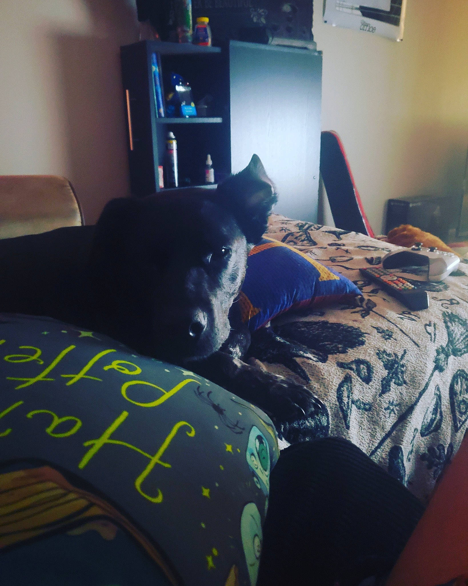 Laroo is registered to the contest to win money with this photo: bed, bed_sheet, bedding, bedroom, black, canidae, carnivore, comfort, companion_dog, cool, couch, furniture, house, linens, nap, non_sporting_group, pillow, room, square, textile