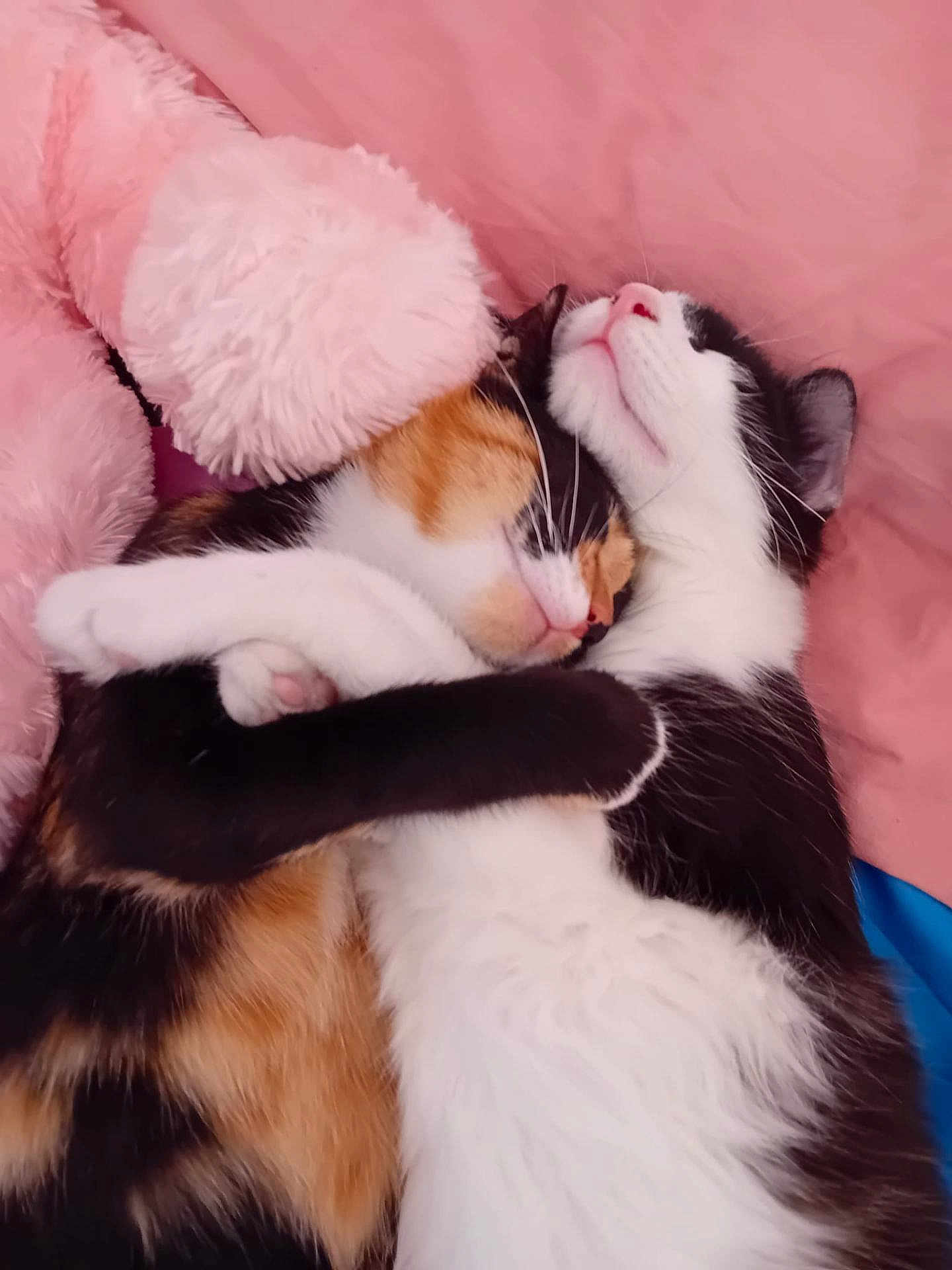 Domino Et Moka