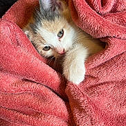 Naïa a rejoint le concours — aidez-le/la à gagner de superbes lots ! blanket, cat, closeup, cozy, cute, ear, eye, fur, indoor, kitten, paw, pet, pink_towel, resting, sleepy, small_pet, snuggled, textured_fabric, towel, towel_burrito