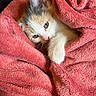 blanket, cat, closeup, cozy, cute, ear, eye, fur, indoor, kitten, paw, pet, pink_towel, resting, sleepy, small_pet, snuggled, textured_fabric, towel, towel_burrito