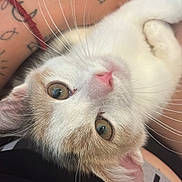 Naïa a rejoint le concours — aidez-le/la à gagner de superbes lots ! kitten, cat, pet, close_up, whiskers, pink_nose, eyes, human_hand, tattoo, ring, bracelet, paw, fur, indoor, cozy, portrait, curious, cuddle, ear, soft_lighting