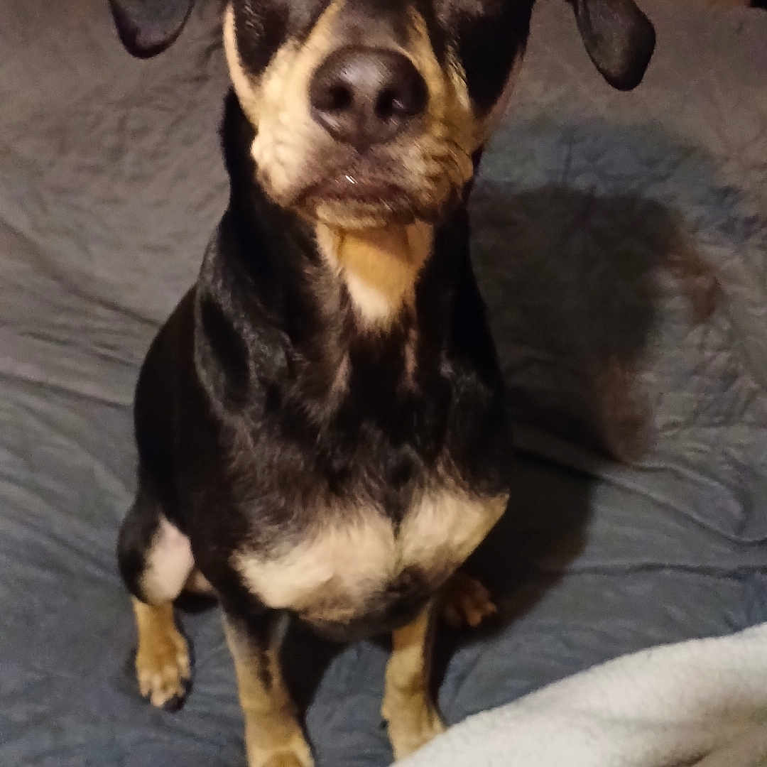Macéo participe au concours pour gagner de l'argent avec cette photo : animal, bed, black, blanket, brown, canine, cozy, dog, ears, eyes, floor, fur, furniture, home, indoor, looking, pet, portrait, sitting, snout