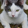 cat, animal, pet, black_and_white, white_fur, green_eyes, close_up, portrait, face, whiskers, nose, ears, paws, lying_down, outdoor, grass, garden, nature, focused, photography