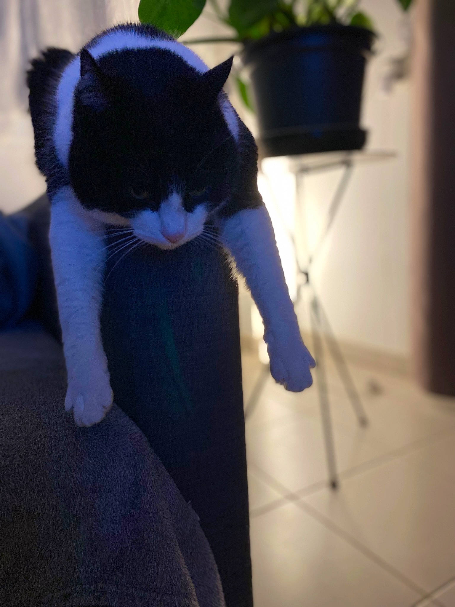 Cookie a rejoint le concours — aidez-le/la à gagner de superbes lots ! black_cat, carnivore, cat, comfort, domestic_short_haired_cat, electric_blue, felidae, flooring, flowerpot, formal_wear, fur, houseplant, human_leg, lap, plant, small_to_medium_sized_cats, snout, tail, thigh, whiskers