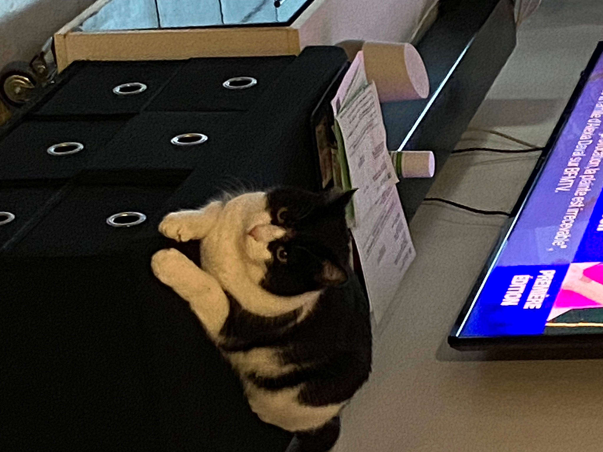 Cookie participe au concours pour gagner de l'argent avec cette photo : carnivore, cat, companion_dog, domestic_short_haired_cat, electronic_device, fawn, felidae, flooring, font, fur, gadget, gesture, glove, human_leg, netbook, room, small_to_medium_sized_cats, tail, whiskers, wood