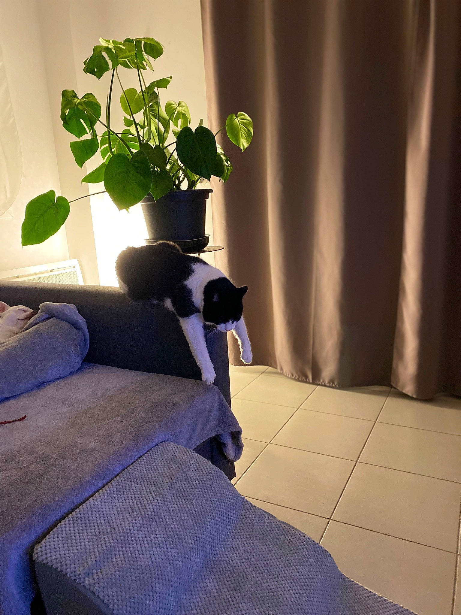 Cookie participe au concours pour gagner de l'argent avec cette photo : carnivore, comfort, curtain, felidae, floor, flooring, grass, hardwood, houseplant, human_leg, interior_design, linens, living_room, plant, room, shadow, sitting, small_to_medium_sized_cats, tints_and_shades, wood