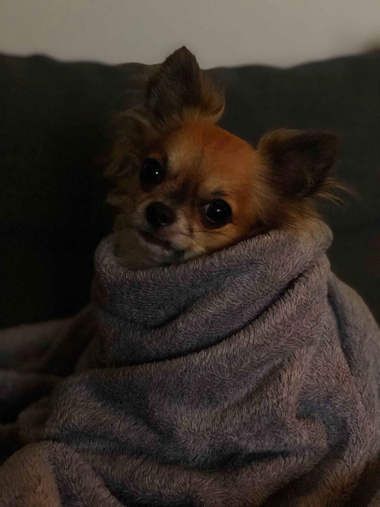 Oscar participe au concours pour gagner de l'argent avec cette photo : canidae, carnivore, chihuahua, companion_dog, corgi_chihuahua, dog, dog_breed, dog_supply, ear, fawn, fur, iris, liver, russkiy_toy, snout, sporting_group, terrestrial_animal, toy_dog, whiskers, working_animal