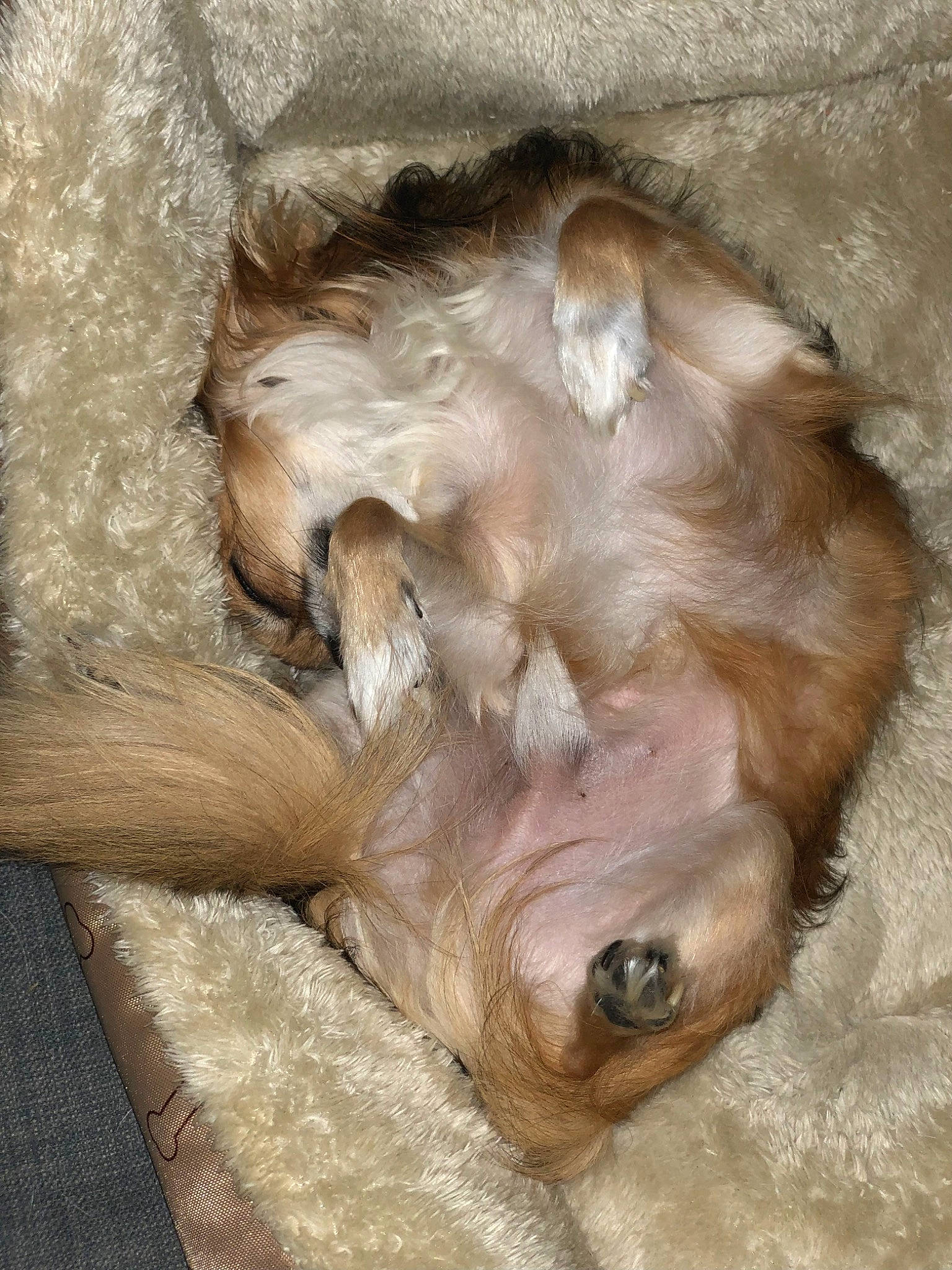 Oscar a rejoint le concours — aidez-le/la à gagner de superbes lots ! canidae, carnivore, companion_dog, dog, dog_breed, ear, fawn, fur, liver, livestock, natural_material, pet_supply, snout, sporting_group, terrestrial_animal, whiskers, wood, working_animal, wrinkle