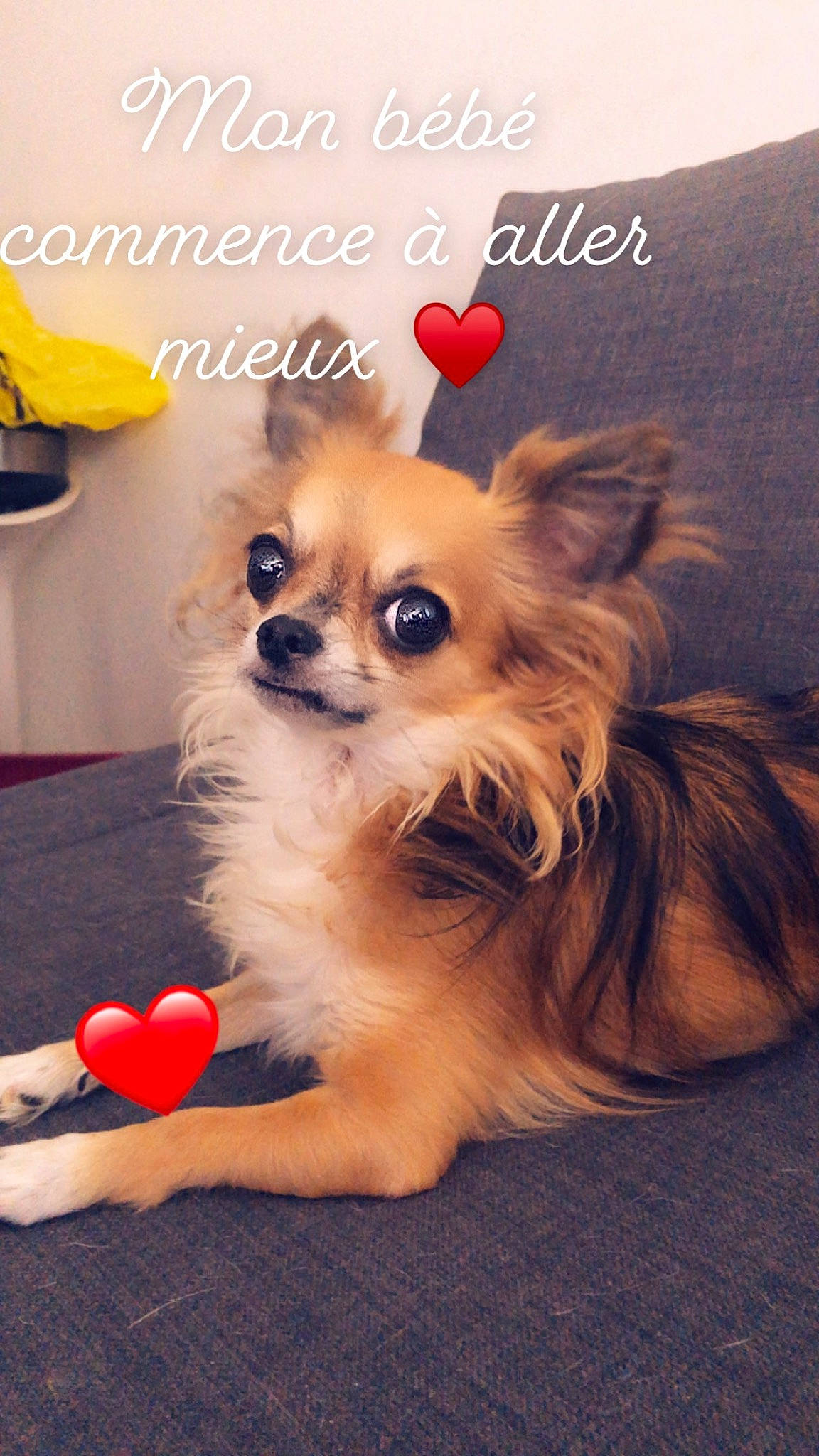 Oscar participe au concours pour gagner de l'argent avec cette photo : canidae, carnivore, chihuahua, companion_dog, corgi_chihuahua, dog, dog_breed, dog_supply, fashion_accessory, fawn, font, fur, happy, photo_caption, pomeranian, snout, sporting_group, sunglasses, toy_dog, whiskers