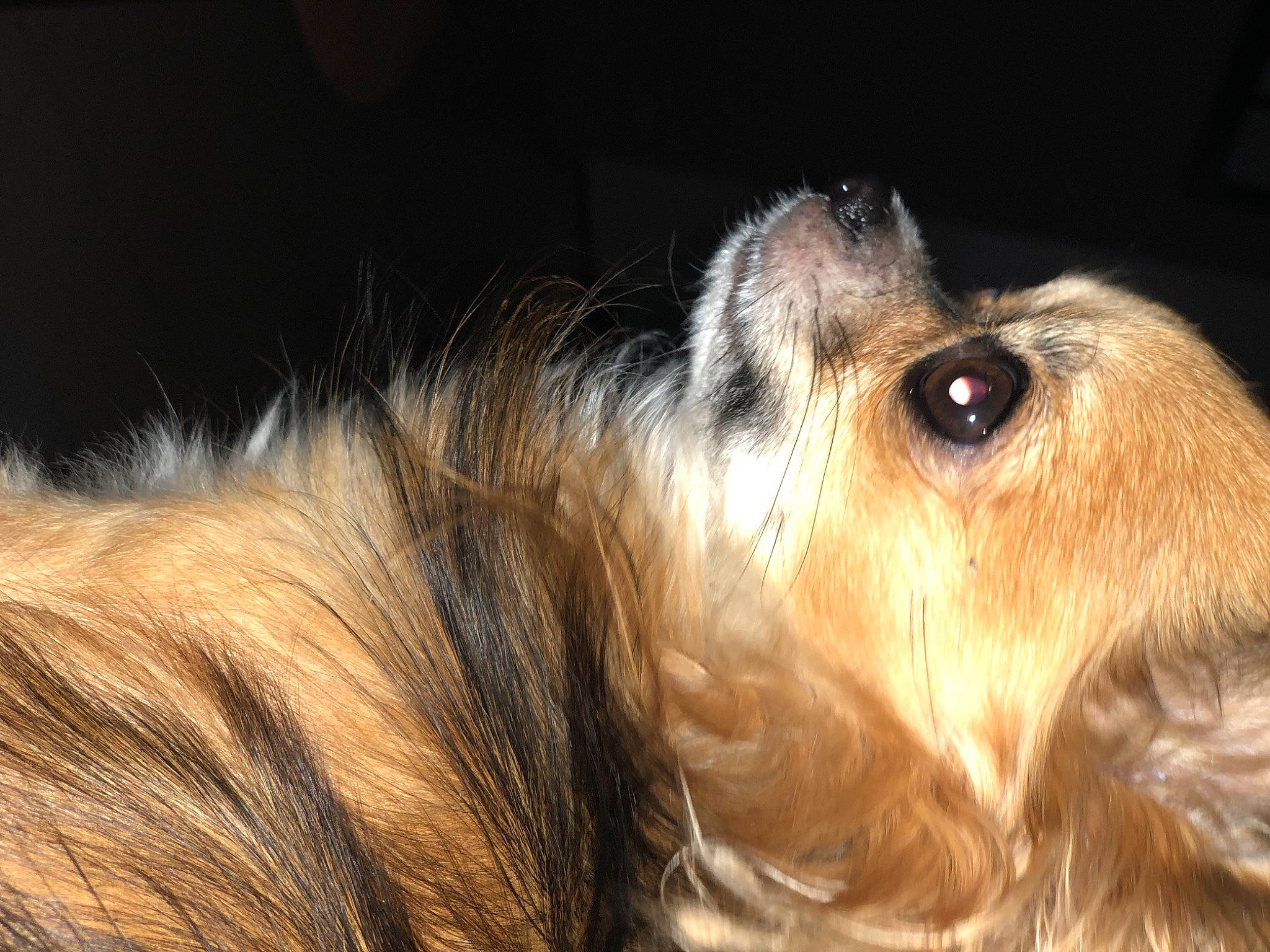 Oscar a rejoint le concours — aidez-le/la à gagner de superbes lots ! canidae, carnivore, companion_dog, dog, dog_breed, fawn, fur, liver, small_terrier, snout, sporting_group, terrestrial_animal, terrier, toy_dog, whiskers, wood, working_animal