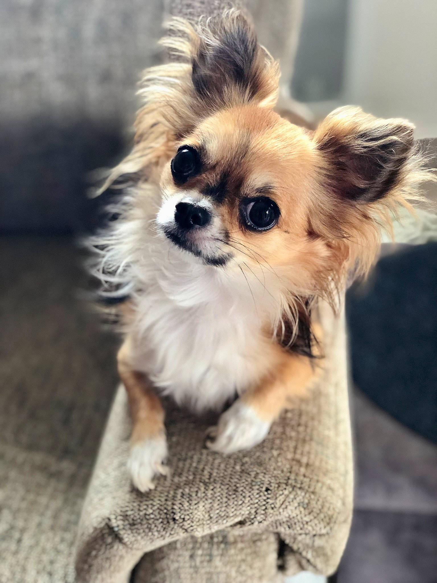 Oscar
