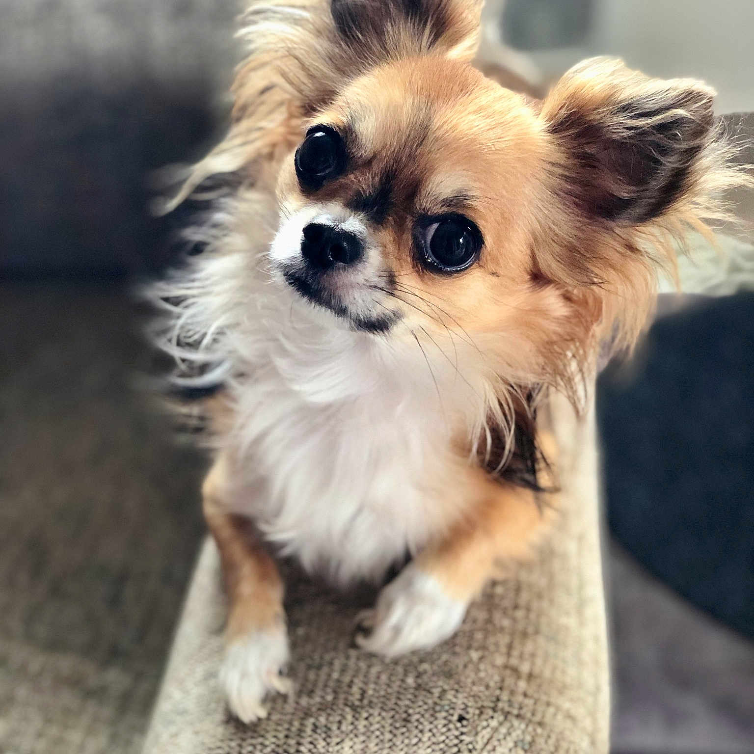 Oscar