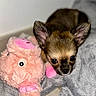 Leonie a rejoint le concours — aidez-le/la à gagner de superbes lots ! animal, blanket, brown, closeup, cozy, cute, dog, ears, fur, indoor, pet, pink, puppy, sleepy, small, snuggling, soft, stuffed_animal, toy, young