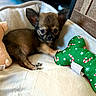 bed, beige, black, brown, candy_cane, cozy, cute, dog, ears, festive, green, indoor, lying_down, paw, plush, puppy, small, soft, teddy_bear, toy