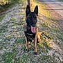 animal, belgian_malinois, canine, daylight, dog, ears_up, fur, grass, ground, happy, mammal, nature, outdoor, pet, portrait, road, sitting, sunlight, tongue_out, tree
