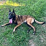 animal, black, brown, canine, collar, dog, ears_up, field, grass, lying_down, muzzle, nature, outdoor, pet, playful, relaxed, summer, sunlight, tongue, tongue_out