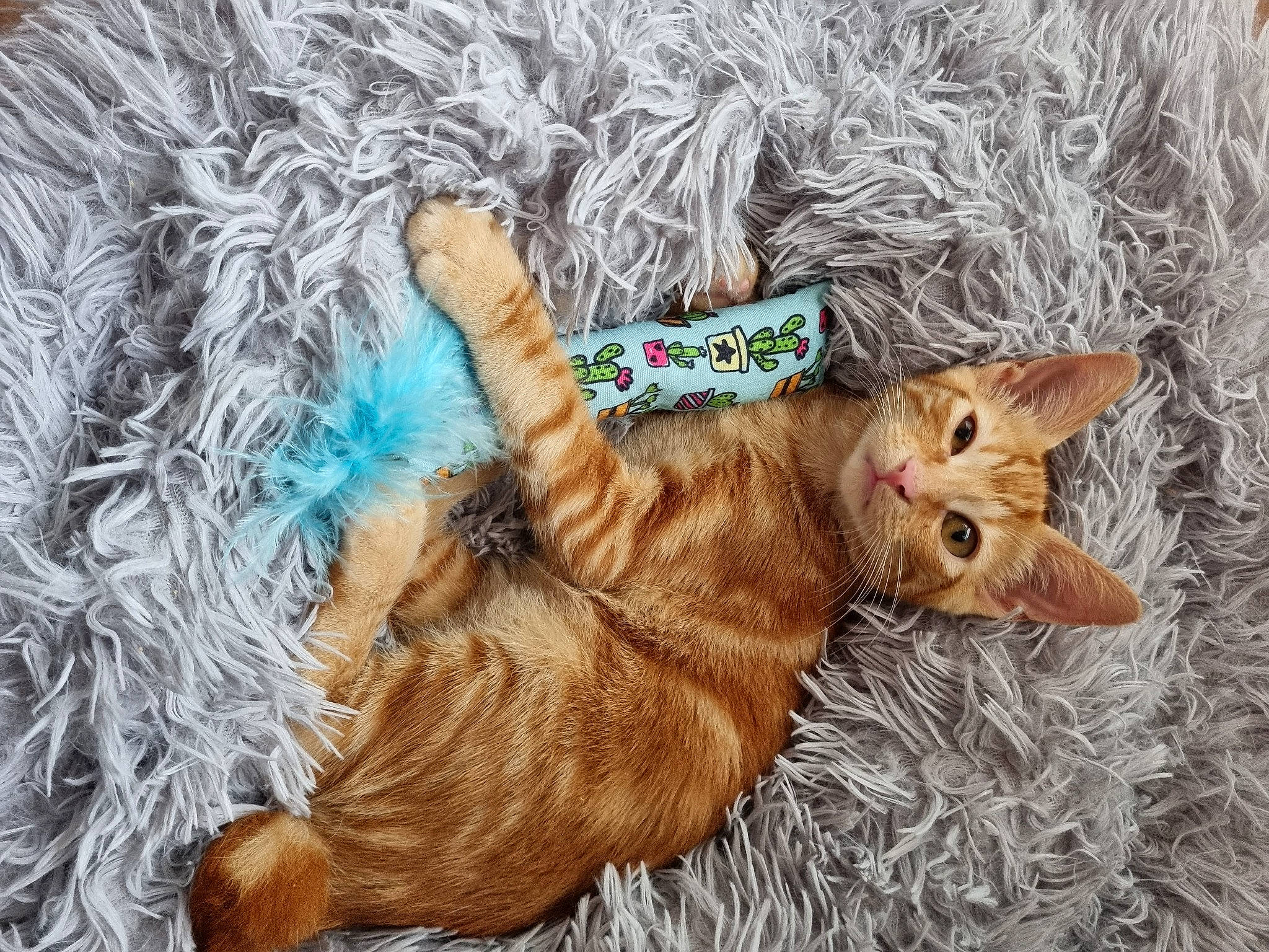 Sockette a rejoint le concours — aidez-le/la à gagner de superbes lots ! carnivore, cat, claw, comfort, domestic_short_haired_cat, fawn, felidae, fur, grass, nap, paw, small_to_medium_sized_cats, snout, sporting_group, tail, terrestrial_animal, toy, whiskers, wildlife, wood