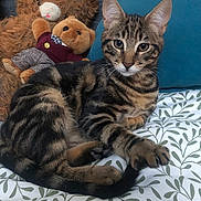 Biscotte participe au concours pour gagner de l'argent avec cette photo : animal, bedspread, blue_cushion, cat, cozy, cushion, ears, face, feline, home, indoor, paws, pet, relaxed, striped_fur, stuffed_toy, tabby_cat, teddy_bear, toy, whiskers