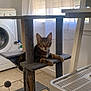 Biscotte participe au concours pour gagner de l'argent avec cette photo : cat, tabby_cat, cat_tree, laundry_room, window, curtains, washing_machine, floor_tiles, sunlight, indoor, pet, furniture, relaxed, domestic, cozy, home, animal, resting, gray, playful