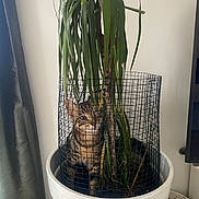 Biscotte participe au concours pour gagner de l'argent avec cette photo : cat, tabby_cat, plant, potted_plant, white_pot, wire_mesh, indoor, curious, leaf, greenery, feline, pet, home_decor, curtain, floor, basket, toys, animal, cozy, playful