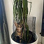 cat, tabby_cat, plant, potted_plant, white_pot, wire_mesh, indoor, curious, leaf, greenery, feline, pet, home_decor, curtain, floor, basket, toys, animal, cozy, playful