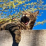 Biscotte a rejoint le concours — aidez-le/la à gagner de superbes lots ! cat, tabby, yawning, animal, pet, outdoor, sunlight, blue_sky, tree, branches, wall, texture, feline, whiskers, paw, relaxed, nature, daylight, mammal, closeup