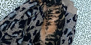 Biscotte a rejoint le concours — aidez-le/la à gagner de superbes lots ! cat, tabby_cat, animal, pet, fur, striped, leopard_print, sweater, fabric, bedspread, leaf_pattern, indoor, resting, cute, cozy, relaxed, whiskers, ears, paws, lying_down