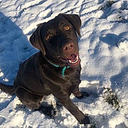 Rosy participe au concours pour gagner de l'argent avec cette photo : animal, bulldog, canine, dog, face, grass, head, hound, labradorretriever, nature, outdoors, person, pet, photography, plant, portrait, puppy, snow, soil, winter