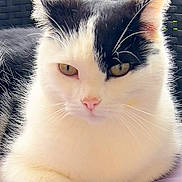 Andréa participe au concours pour gagner de l'argent avec cette photo : cat, black_and_white, feline, pet, animal, whiskers, ears, eyes, nose, fur, resting, close_up, portrait, indoor, woven_background, calm, soft_light, cute, domestic_cat, relaxed