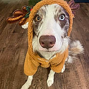 Oslo is registered to the contest to win money with this photo: animal, brown_floor, canine, christmas_decorations, costume, cute, dog, eyes, festive, fur, heterochromia, holiday, holiday_season, indoor, nose, pet, portrait, reindeer_costume, sitting, warm_clothing