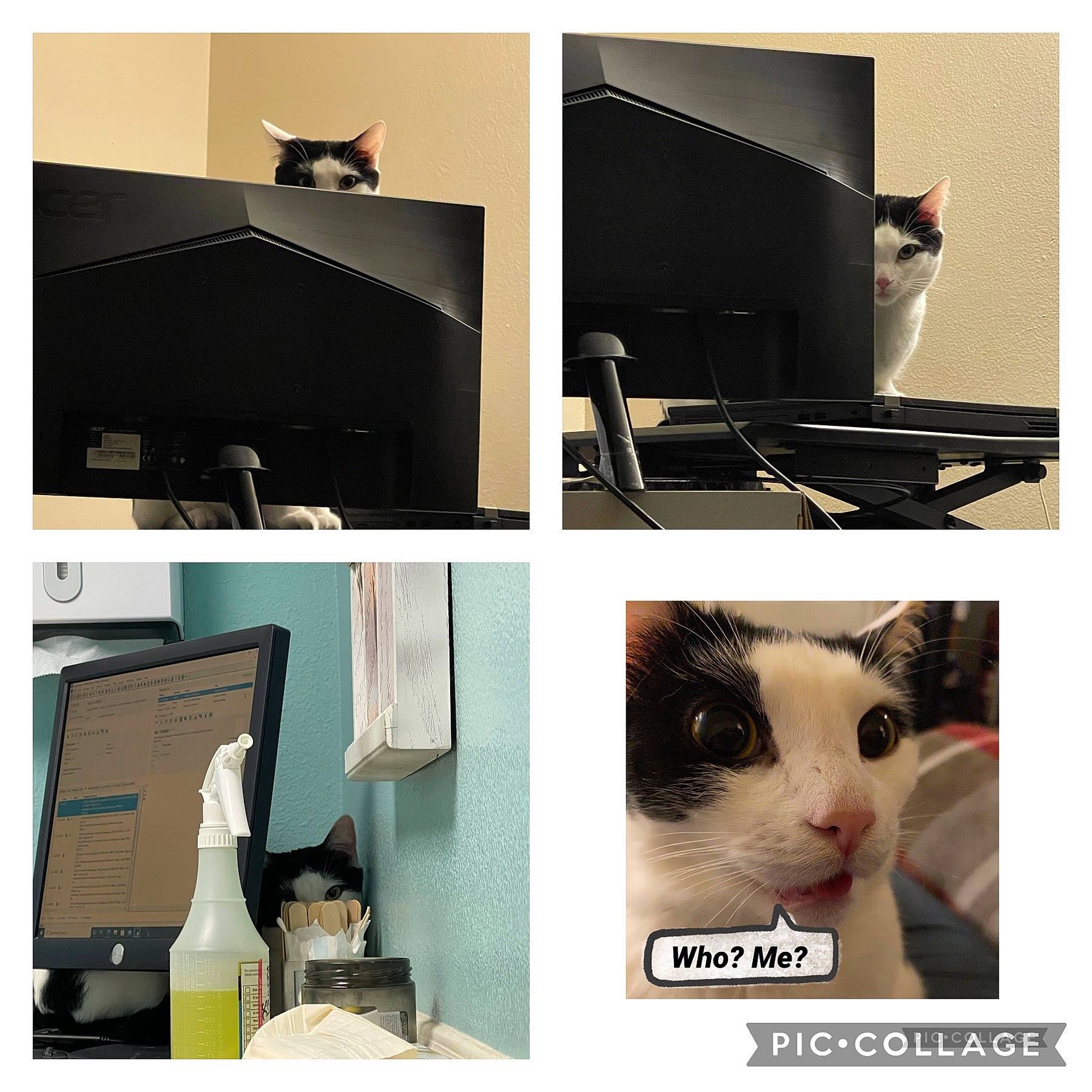 Mr. Tuesday is registered to the contest to win money with this photo: art, beauty, black, carnivore, cat, collage, comfort, domestic_short_haired_cat, electronic_device, felidae, font, fur, output_device, product, rectangle, room, small_to_medium_sized_cats, snapshot, technology, whiskers