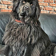Shadow a rejoint le concours — aidez-le/la à gagner de superbes lots ! animal, black_dog, brick_wall, collar, companion, couch, cozy, dog, fluffy, furniture, indoor, leather_couch, long_hair, looking, mammal, paw, pet, portrait, relaxed, sitting