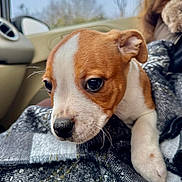 Aïka a rejoint le concours — aidez-le/la à gagner de superbes lots ! puppy, dog, close_up, brown_and_white, blanket, plaid, car_interior, cute, young, pet, whiskers, soft_focus, resting, animal, indoor, cozy, fur, ears, nose, eyes