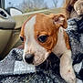 puppy, dog, close_up, brown_and_white, blanket, plaid, car_interior, cute, young, pet, whiskers, soft_focus, resting, animal, indoor, cozy, fur, ears, nose, eyes