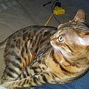 Havoc is registered to the contest to win money with this photo: cat, bengal_cat, animal, pet, feline, striped, spotted, fur, alert, couch, indoor, power_strip, cord, yellow, relaxed, looking_away, closeup, whiskers, ears, tail
