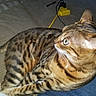 cat, bengal_cat, animal, pet, feline, striped, spotted, fur, alert, couch, indoor, power_strip, cord, yellow, relaxed, looking_away, closeup, whiskers, ears, tail