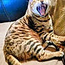 Havoc is registered to the contest to win money with this photo: cat, yawning, spotted, feline, pet, indoor, couch, blanket, tail, relaxed, striped, whiskers, mouth_open, animal, fur, paw, resting, domestic, cute, sleepy