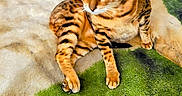 Havoc is registered to the contest to win money with this photo: cat, bengal_cat, pet, animal, feline, striped, fur, whiskers, ears, paws, blanket, indoor, cozy, resting, looking_away, domestic_animal, cute, mammal, bedroom, relaxed