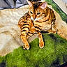 cat, bengal_cat, pet, animal, feline, striped, fur, whiskers, ears, paws, blanket, indoor, cozy, resting, looking_away, domestic_animal, cute, mammal, bedroom, relaxed