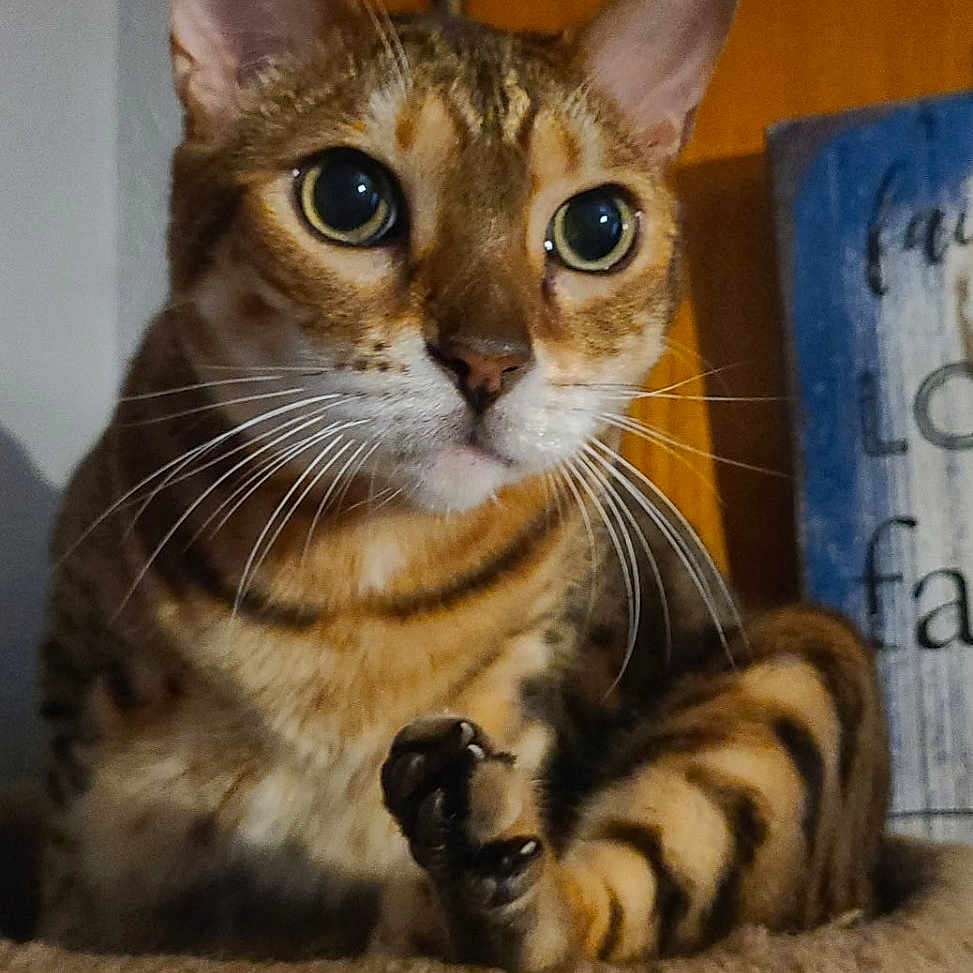 Havoc joined the competition — help win amazing prizes! cat, bengal_cat, pet, animal, whiskers, ears, paw, claws, fur, striped, indoor, feline, curious, closeup, portrait, wooden_door, decor, cat_tree, cozy, eyes