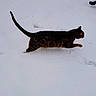Havoc is registered to the contest to win money with this photo: cat, snow, animal, outdoor, winter, paw_prints, feline, spotted, walking, nature, white_background, cold, mammal, fur, wildlife, side_view, predator, quiet, motion, curious