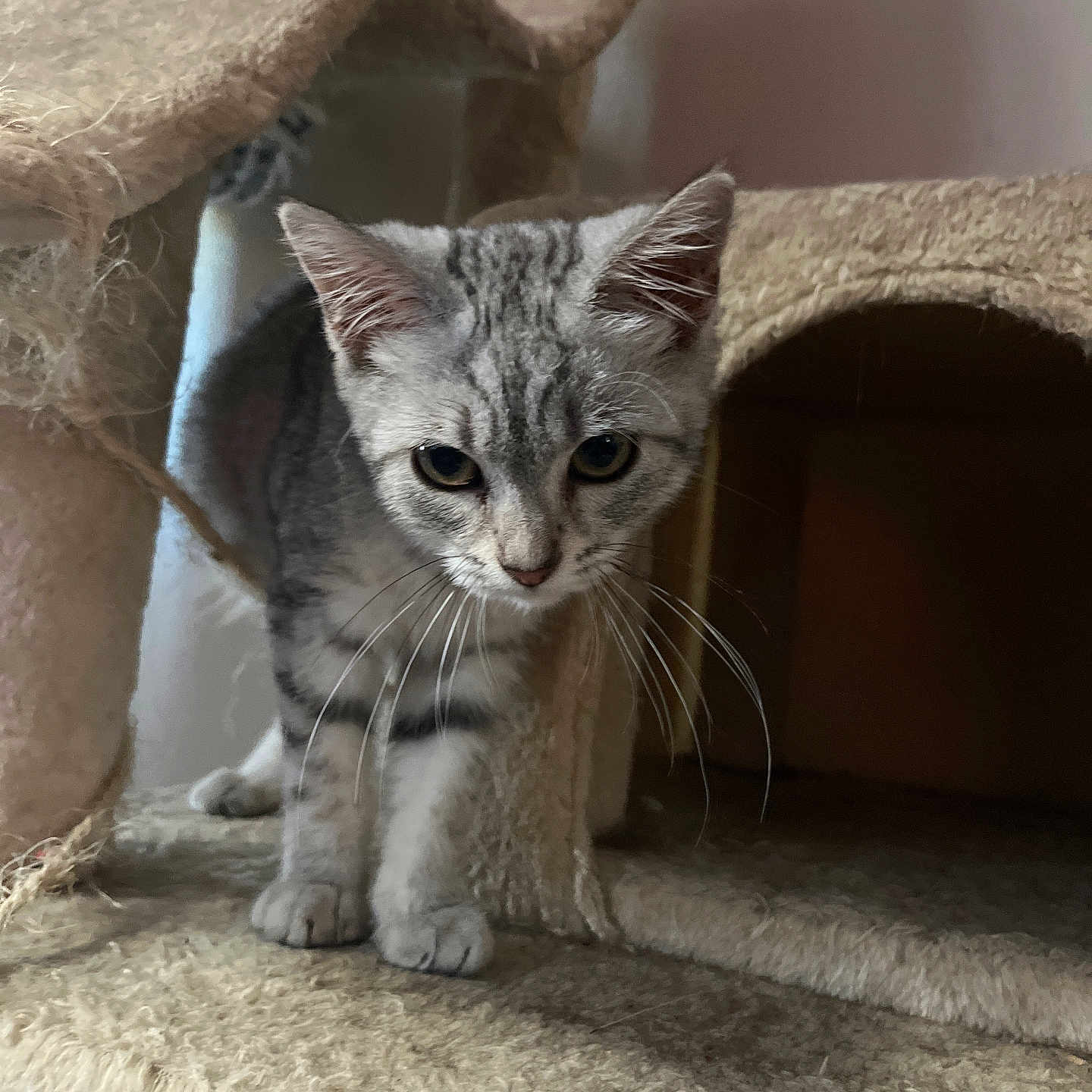 Whyskass participe au concours pour gagner de l'argent avec cette photo : kitten, cat, tabby, pet, animal, feline, indoor, cat_tree, carpeted, curious, whiskers, ears, paws, cubbyhole, scratched, playful, young, gray, fur, closeup